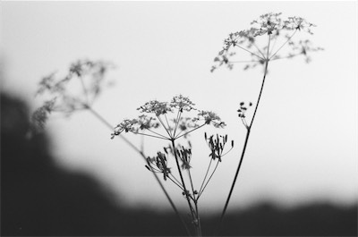 flower-bw.jpg