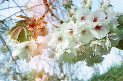 flowers-color.jpeg