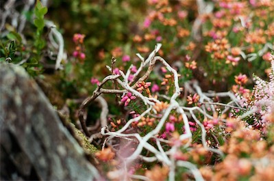 tiny-branch.jpeg